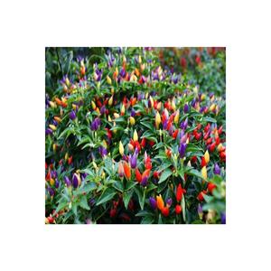 Semi di 1000 Mini pepe ornamentale piccante Burbiye colore misto pepe semi in vaso balcone in vaso di terra - Product Image 1