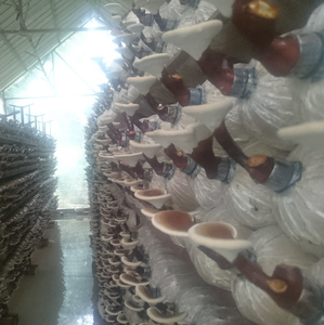 Sun Dried Lingzhi Mushroom Slices for Hot Drink Blends and Food Processing Use Vietnam Origin - Product Image 6