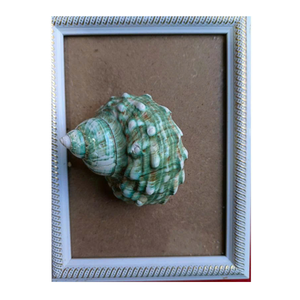 Hermosa Concha blanca y verde para decoración de interiores y regalos del exportador de datos de oro 99 del proveedor de Vietnam - Product Image 6
