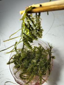 Uvas de Mar Frescas, Caviar Verde, 100% Naturales, Premium, Comestibles, para Ensaladas, Sushi, Conservación en Frío - Product Image 6