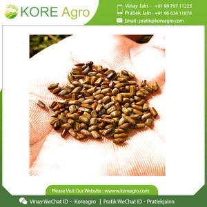 Graines de Cassia Tora les plus demandées 100% Graines de Cassia Tora biologiques du fabricant indien - Product Image 2