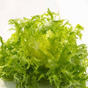 Chicorée d'endives de qualité supérieure: les légumes à feuilles amères les plus vendus disponibles en gros chez les grossistes - Product Image 2