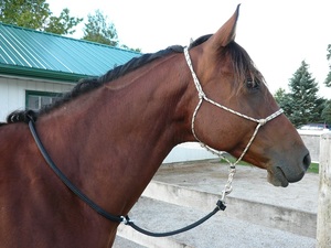 Laisse en coton pour cheval de haute qualité avec mousqueton, laisse en coton pour cheval, laisse en coton équestre avec mousqueton, fabricant - Product Image 3