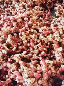 ข่าแช่แข็งคุณภาพพรีเมี่ยมจากเวียดนาม - Product Image 6