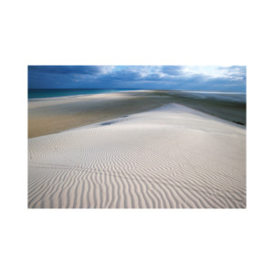 Troncos largos de haya para construcción y fabricación de muebles: suministro a granel a precios competitivos para su próximo proyecto - Product Image 3