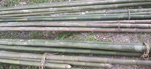 BAMBOO, producto agrícola vietnamita de bambú, arquitectura de paisaje natural al aire libre ecológica - Product Image 3