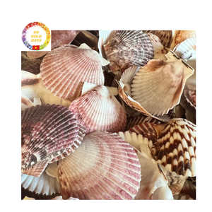 Belle forme coquilles Saint-Jacques du Vietnam meilleur choix pour la décoration de mariage d'aquarium et les acheteurs en gros - Product Image 1