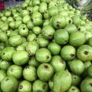 Mordiscos de Guayaba Rosa Real del Río Mekong, Selección de Fruta Tropical Deshidratada, Tierna y Suave - Product Image 1