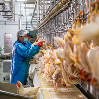 Machine à plumer les carcasses de volailles 2000 BPH, équipement d'abattage pour abattoir, machine de traitement de la viande de poulet