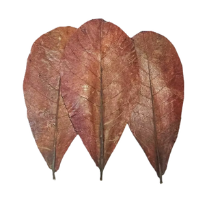 Catappa ใบอัลมอนด์อบแห้งธรรมชาติขนาด21-25ซม./8.26-9.8 "แพ็ค15ใบสำหรับเจ้าของสัตว์เลี้ยง - Product Image 1