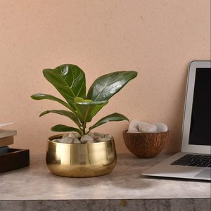 Bombay Greens, maceta ecológica de Metal dorado para interiores y exteriores, diseño elegante para decoración del hogar, sala de estar, escritorio de oficina - Product Image 4
