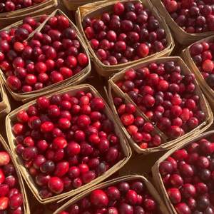 Arándanos Frescos a Precio de Fábrica, 950 kg, Venta al por Mayor, Suministro Premium, 80-95% de Maduración, Grado 10-20 mm - Product Image 6