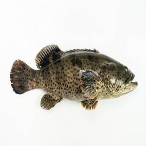 Pida pescado mero en línea - Product Image 2