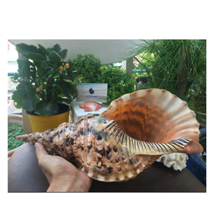 เปลือกหอยขนาดใหญ่สำหรับตกแต่งตู้ปลางานฝีมือและนักสะสม - Product Image 5