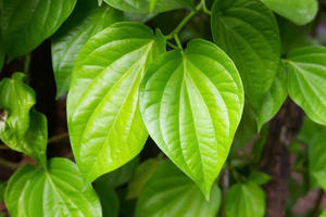 TOP VENTAS AL POR MAYOR PIPER BETLE LEAVES HOT DEAL SUMINISTRO DE HIERBAS NATURALES CALIDAD DE EXPORTACIÓN A GRANEL LISTO PARA USAR - Product Image 6