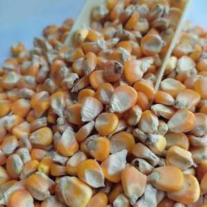 High Quality <strong>Corn</strong> Yellow Maize at Low Rate for Bulk Quantity With High Animal Food Grade for <strong>Buyers</strong>
