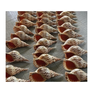 Proveedor de conchas de mar de trompeta de Vietnam, material ecológico, ideal para regalos, arte oceánico, artesanías escolares - Product Image 3