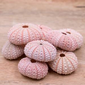 Conchas de Erizo de Mar Naturales al por Mayor, Conchas Marinas Coloridas con Temática de Playa para Decoración del Hogar y Regalos de Vietnam - Product Image 3