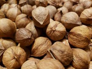 เมล็ดถั่วฮิกกอรี่สำหรับขายขนมหรืออาหารที่มีคุณค่าทางโภชนาการของคุณ - Product Image 4