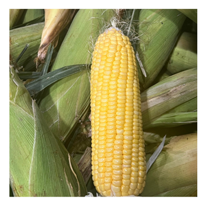 Maíz Congelado en Color Amarillo Brillante de Vietnam Maíz Congelado Ideal para Postres Sopas Dulces Coberturas o Recetas de Aperitivos Salados - Product Image 2