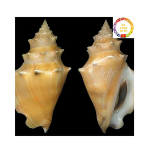 Conchas Strombidae naturales de gran cantidad para decoración de envases de regalo y uso artístico de Vietnam - Product Image 6