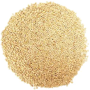 Protein-Rich Organic Yellow and White Millet Gluten-free Grain Millet for Export