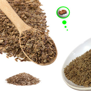 ผักชีลาว | พฤกษศาสตร์เข้มข้นสำหรับทำอาหารขนาดใหญ่ - Product Image 1