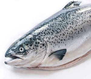 Venta al por Mayor de Fábrica de Filetes de Salmón Frescos Congelados y Pescado Crudo, Alta Competitividad en Productos Agrícolas - Product Image 1