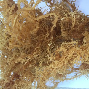 <b>DRIED</b> GOLDEN SEA <b>MOSS</b> / NATURAL WELLNESS / CLEAN LABEL / PLANT ORIGIN - Product Image 2