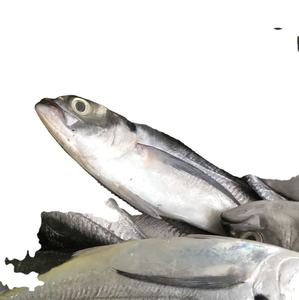 Sac en vrac emballé rond entier de maquereau de cheval bio congelé de haute qualité Produit de poisson de qualité supérieure du Vietnam Vente en gros - Product Image 1