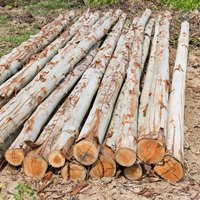 Bûches de bois d'eucalyptus brut de bonne qualité Bûches de bois brutes rondes et carrées Exportation en vrac au prix de gros