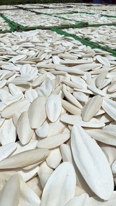 Les Meilleurs Prix Os de Seiche du Vietnam / Os de Calamar du Vietnam / Os de Seiche Séché et Propre -2022 - M. Alex Truong - Product Image 6
