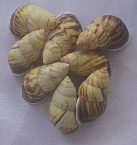 Caracol verde de Nusa Penida SeasHELL Joyería de Nusa Penida Pequeños tipos de joyería con motivo de concha marina - Product Image 5