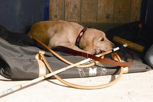 Ceinture Polo - Pampa Cross - Bleu marine/bleu pâle, ceinture de sport personnalisée en cuir pleine fleur, ceinture de cavalier en cuir véritable pour garçons - Product Image 3