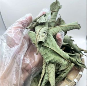 Top vente 100% feuille de goyave séchée naturelle fabriquée au Vietnam avec un bon prix et une haute qualité supérieure - Product Image 5