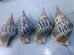 Trumpet Shell (charonia tritonis) จากเวียดนามเหมาะสำหรับการตกแต่งขายส่ง - Product Image 4