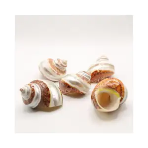 COLORFUL MULTI ENGRAVED STYLE CONCH SHELL MARINE SNAIL LANDSCAPE SEASHELLS ORIGINATED FROM VIETNAM RELIABLE SUPPLIER HELEN MODEL