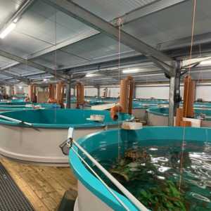Additif probiotique sous forme de poudre pour la récupération d'eau d'aquaculture Biofloc - Product Image 6