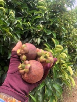Vietnam Tropische Verse Mangosteen Met Hoge Kwaliteit En Goede Groothandelsprijs Voor Het Exporteren