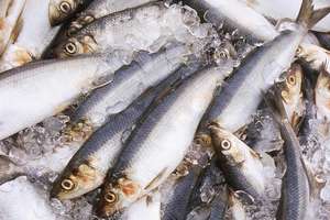 Hareng congelé faible en gras et emballé sous vide en vrac, stockage IQF, durée de conservation de 12 mois, prix réduits pour des fruits de mer de haute qualité - Product Image 6