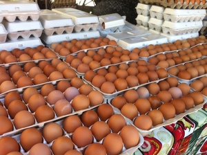 Huevos Frescos de Granja para Consumo y Incubación - Larga Vida Útil, Origen Europeo, Precios - Product Image 3