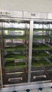 หลอดดูดน้ำคุณภาพสูงหลอดหญ้าจากดอกบัวสีน้ำเงินเป็นมิตรต่อสิ่งแวดล้อมสินค้า2025ดีที่สุด - Product Image 5