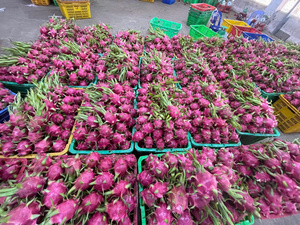 Beste prijs Superverse Witte Dragon Fruit Biologisch Global GAP Vietnam Oorsprong Tropisch Fruit Export Hoge Kwaliteit 60 dagen
