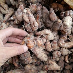 Kaempferia galangana-suministro de alimentos secos, especias naturales, arena fresca, raíz de jengibre, RHIZOMA, KAEMPFERIAE, galga, Akina - Product Image 4