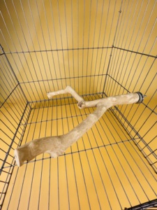 Cà phê GỖ CHIM cá rô gỗ tự nhiên đứng cho Vẹt và chim nhỏ | TH Global Việt Nam - Product Image 5