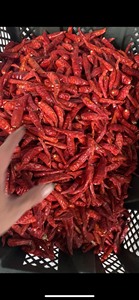 Piment rouge séché entier sans tige, à haute teneur en capsaïcine, pour la production de sauce piquante, épice de qualité supérieure, commerce de gros international - Product Image 4