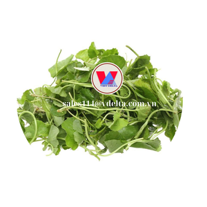 CHAUDE 2024 EXPORTATIONS DU VIETNAM FEUILLES D'AROTE À PENNIÈRE SÉCHÉES/FEUILLES DE CENTELLA ASIATICA POUR SOUTENIR LA SANTÉ ET FOURNIR LA NUTRITION DU CORPS - Product Image 1