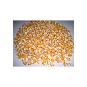 Yellow maize exported to regions in need of reliable grain supply - Product Image 6