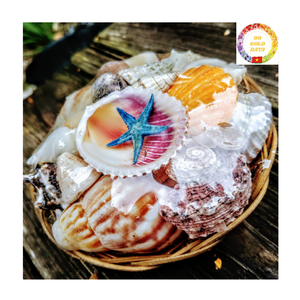 Vente en gros de coquillages naturels mixtes conque étoile de mer décor de plage bricolage artisanat décorations d'aquarium - Product Image 2