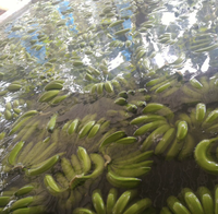 Vietnamse verse Cavendish bananen, geproduceerd met handgekozen fruit voor detailhandel, horeca en wereldwijde distributie.